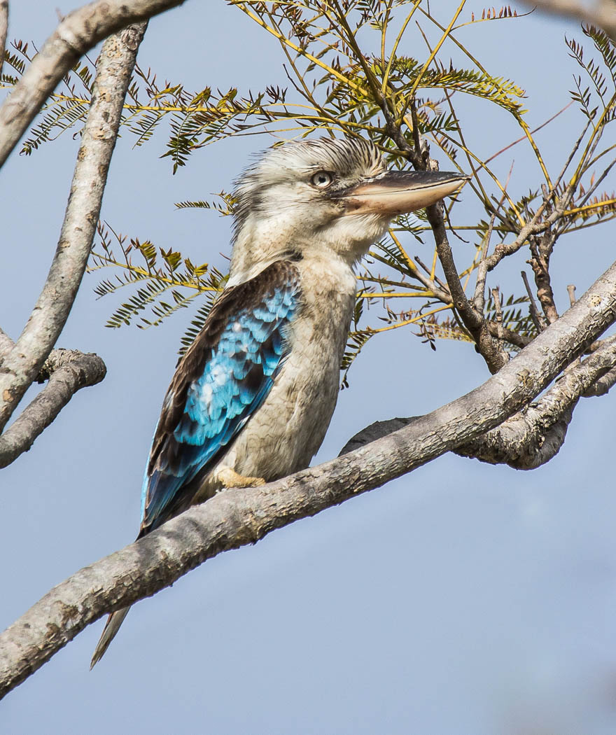 Blue-winged Kookaburra (Image ID 27831)
