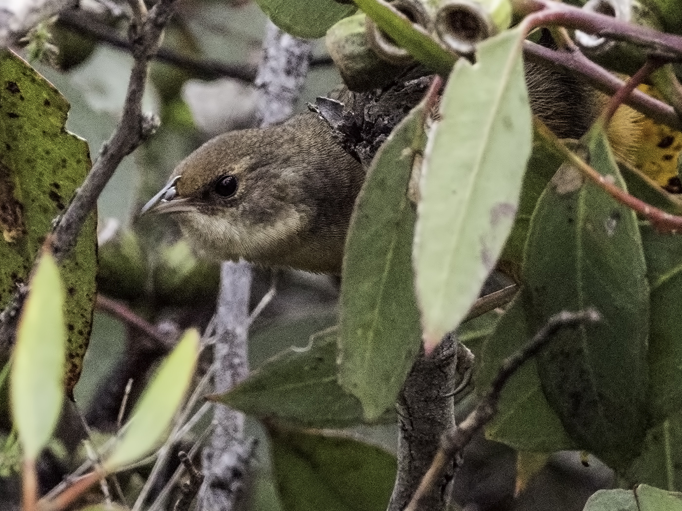 Noisy Scrub-bird (Image ID 27860)