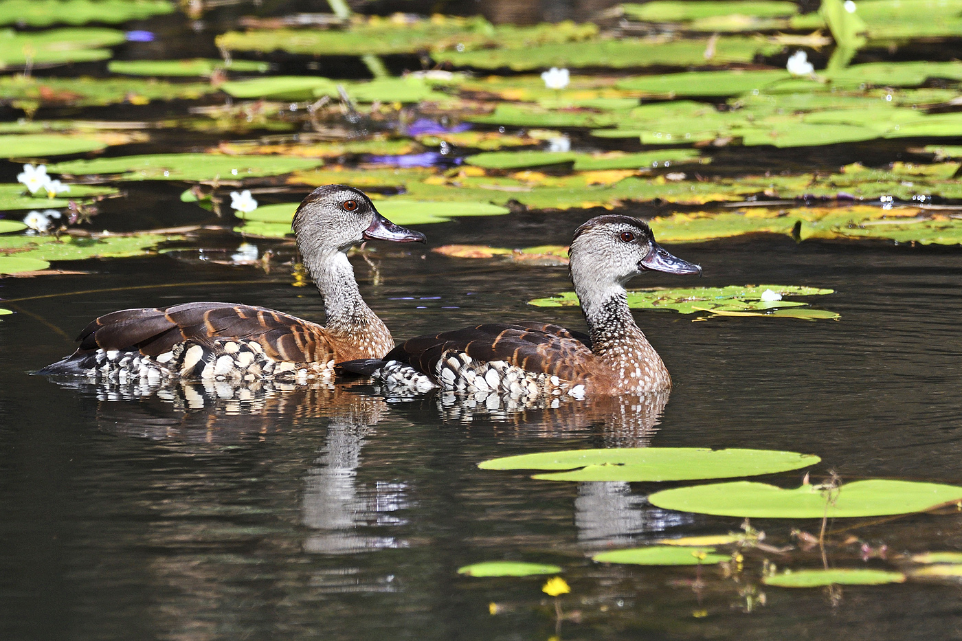 Spotted Whistling-Duck (Image ID 27814)