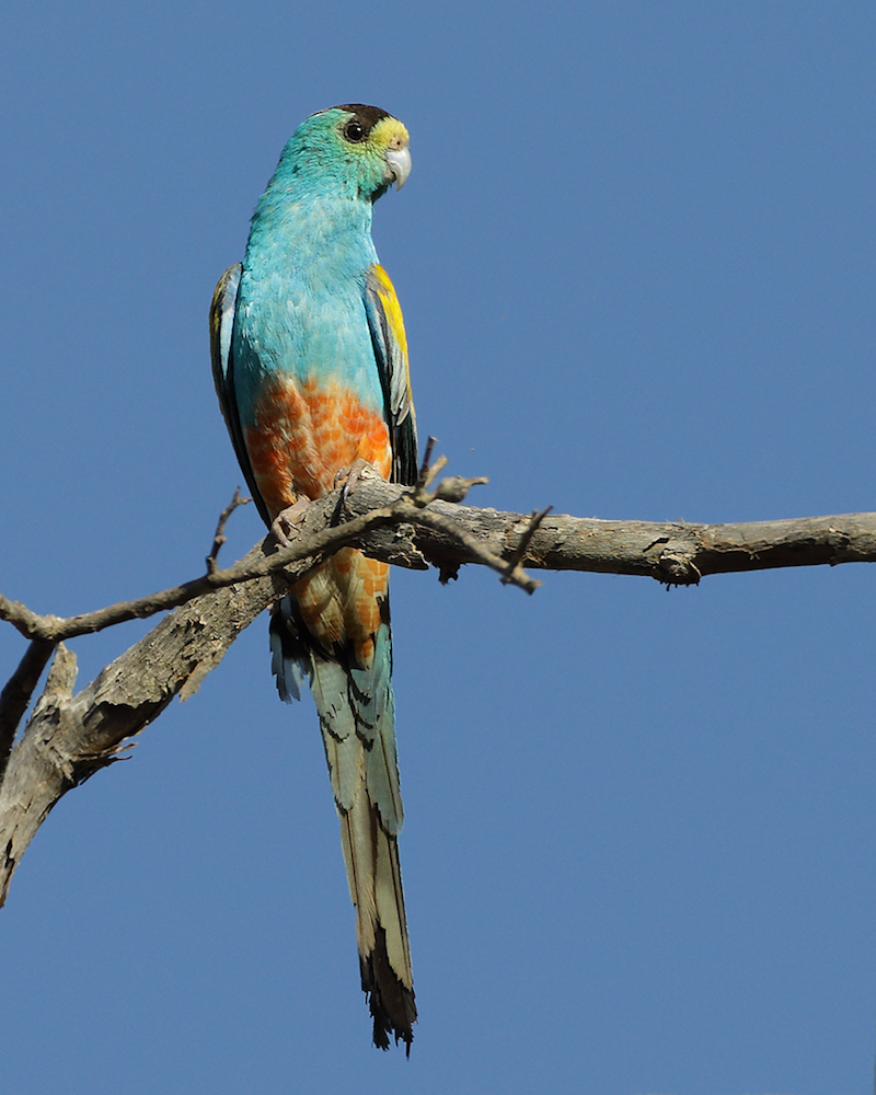 Golden-shouldered Parrot (Image ID 27695)