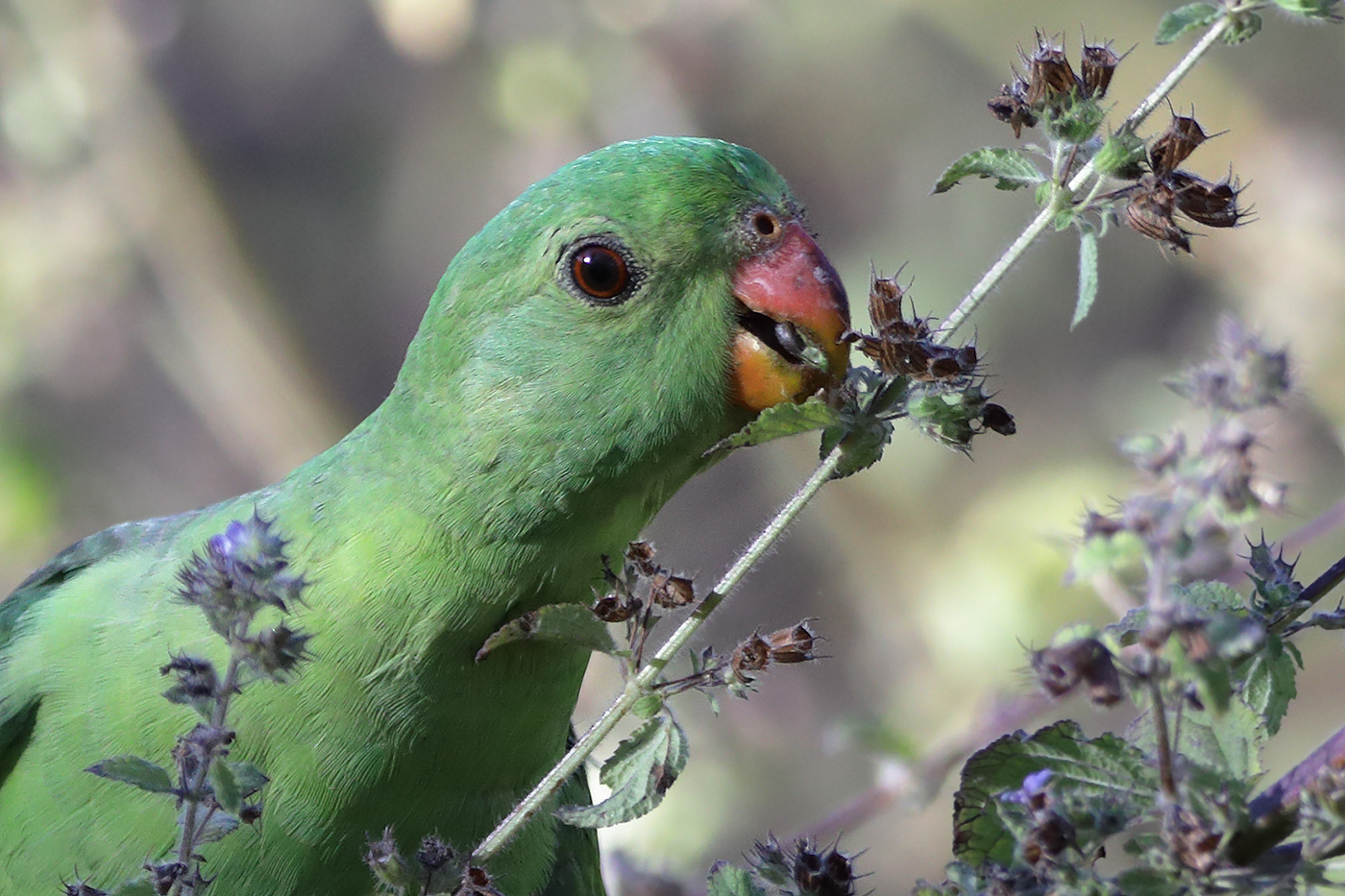 Red-winged Parrot (Image ID 27769)