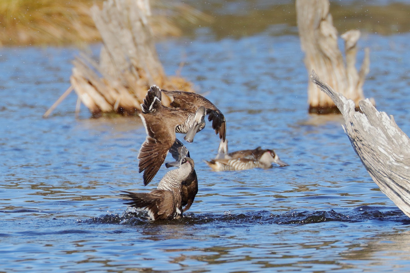 Pink-eared Duck (Image ID 28027)