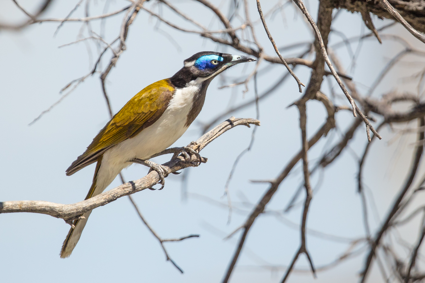 Blue-faced Honeyeater complex (Image ID 27762)