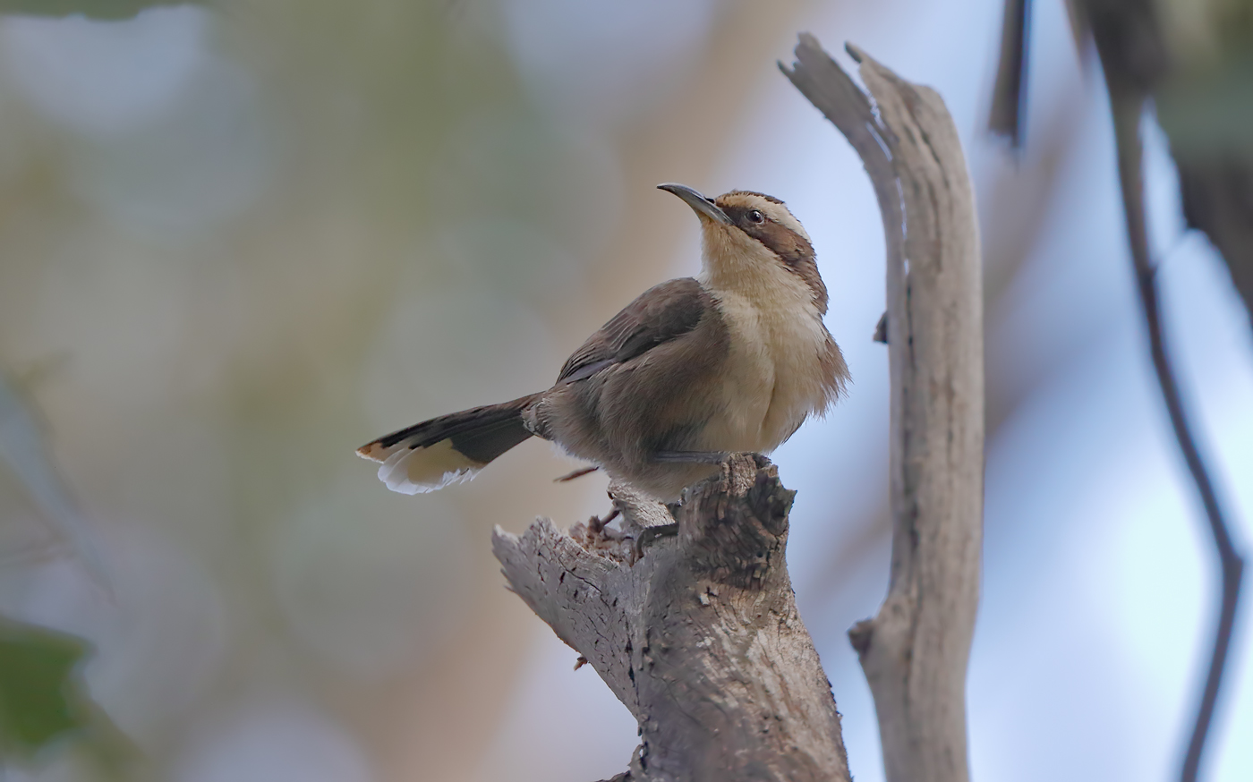 White-browed Babbler (Image ID 27694)