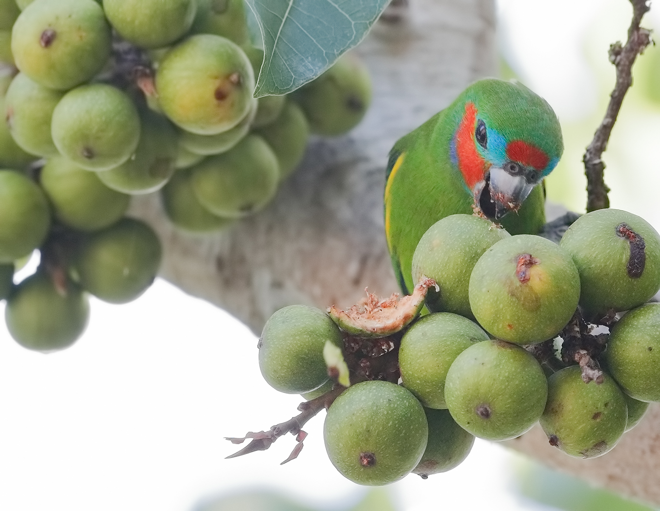 Double-eyed Fig-Parrot (Image ID 27872)