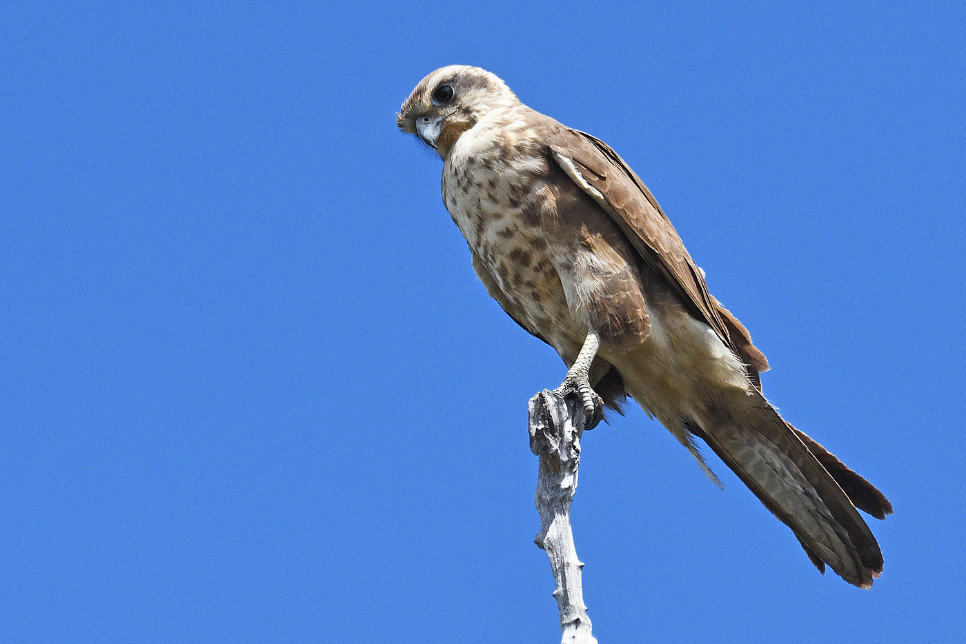 Brown Falcon (Image ID 27825)