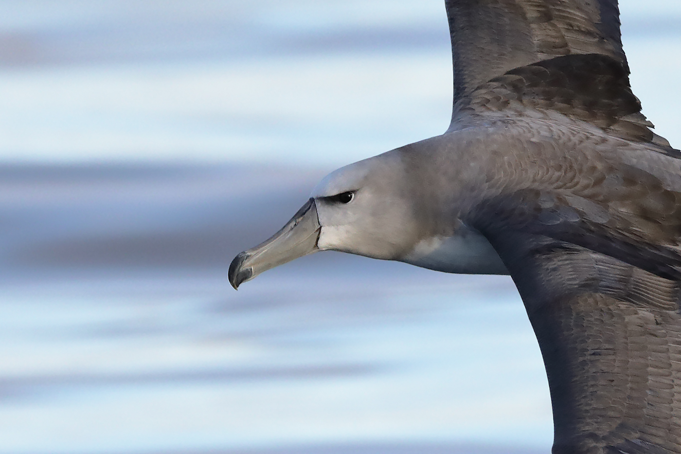 Shy Albatross (Image ID 27966)