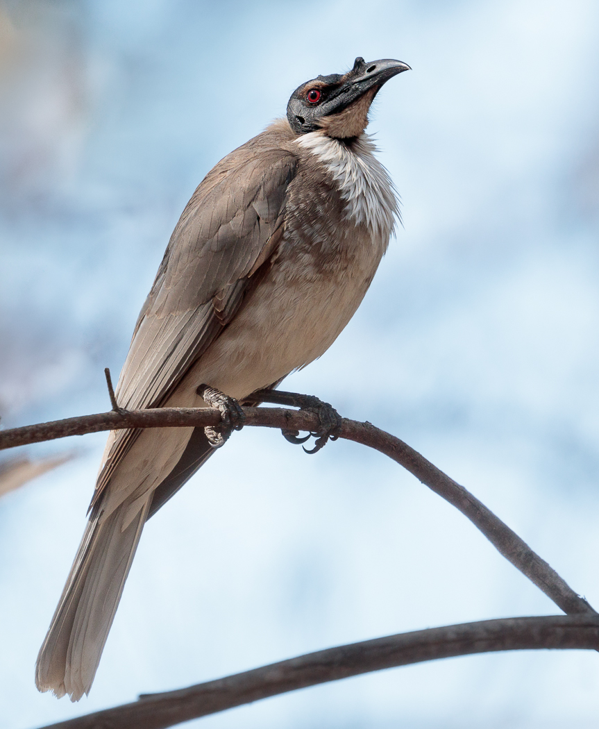 Noisy Friarbird (Image ID 27972)