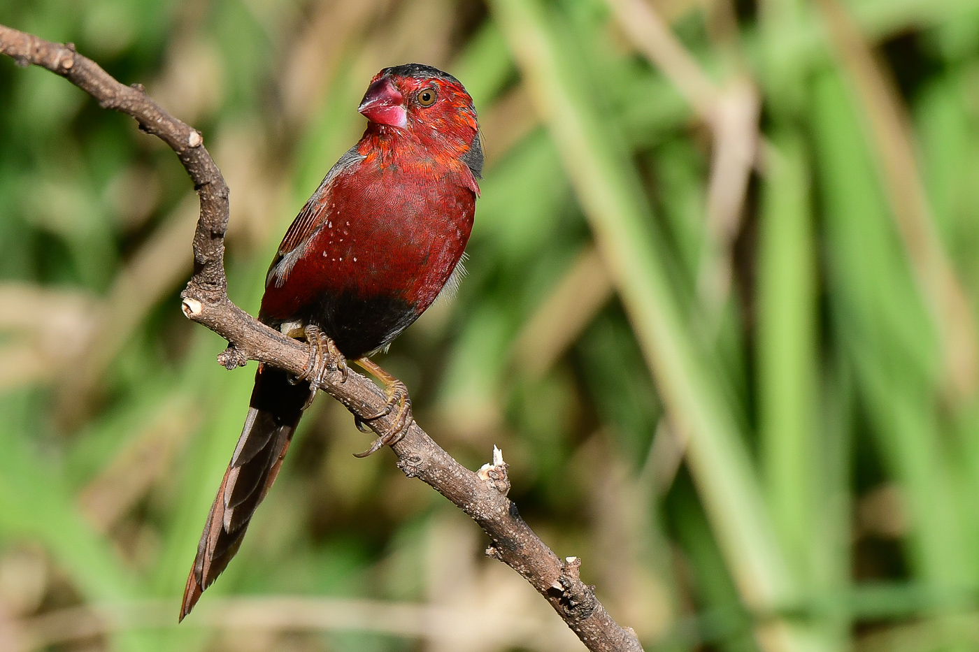 Black-bellied Crimson Finch (Image ID 27949)