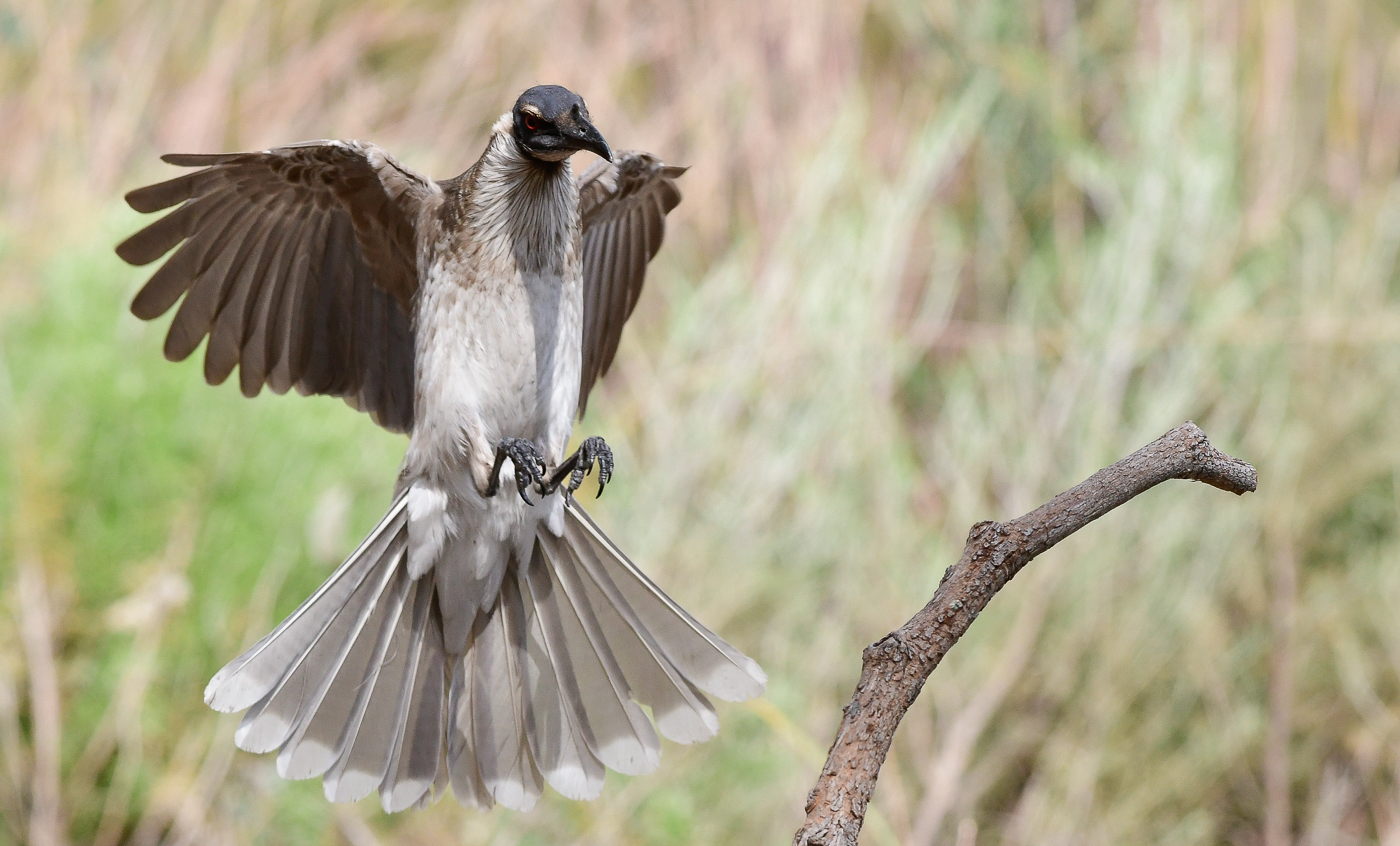 Helmeted Friarbird (Image ID 27997)
