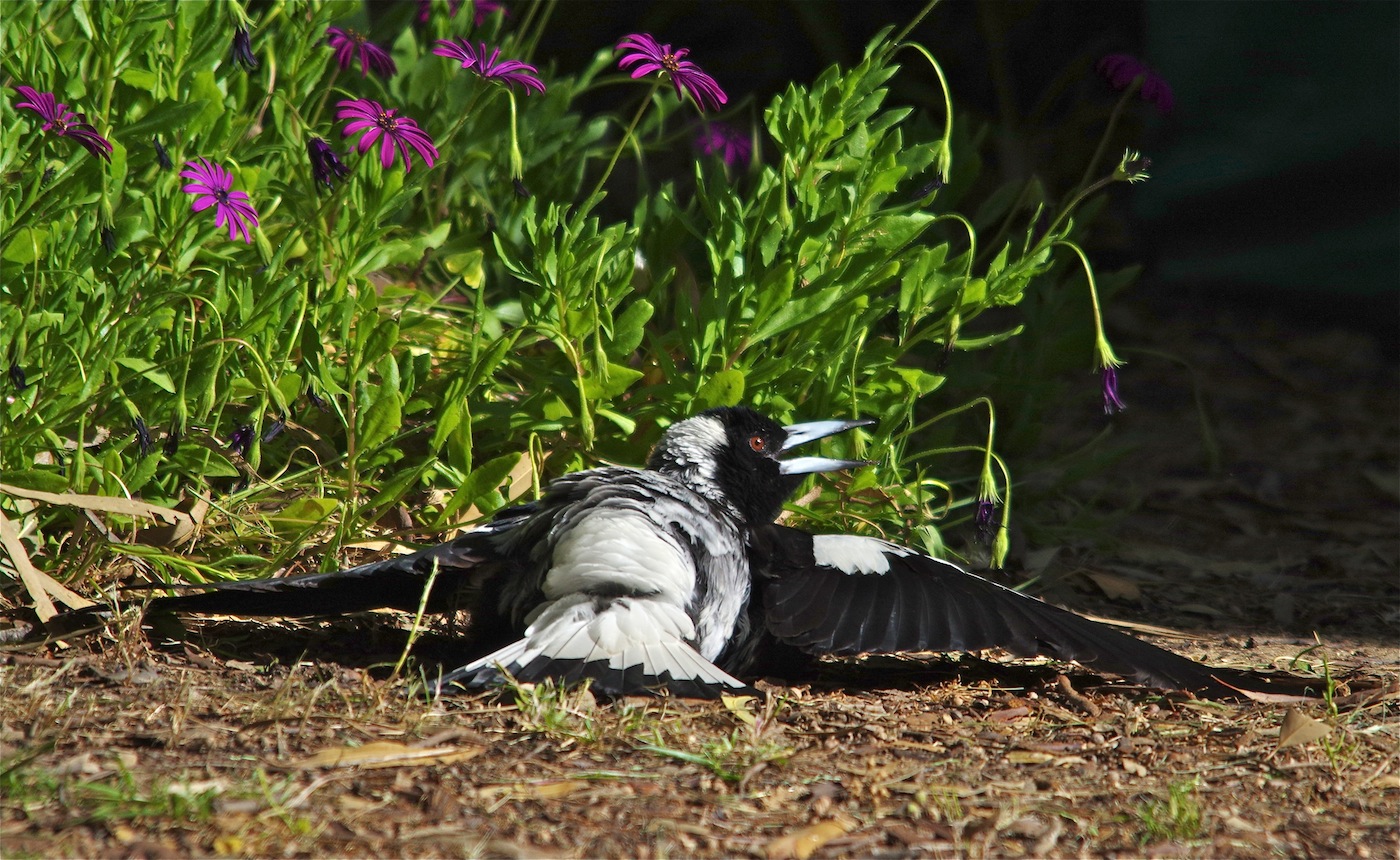 Australian Magpie (Image ID 27945)