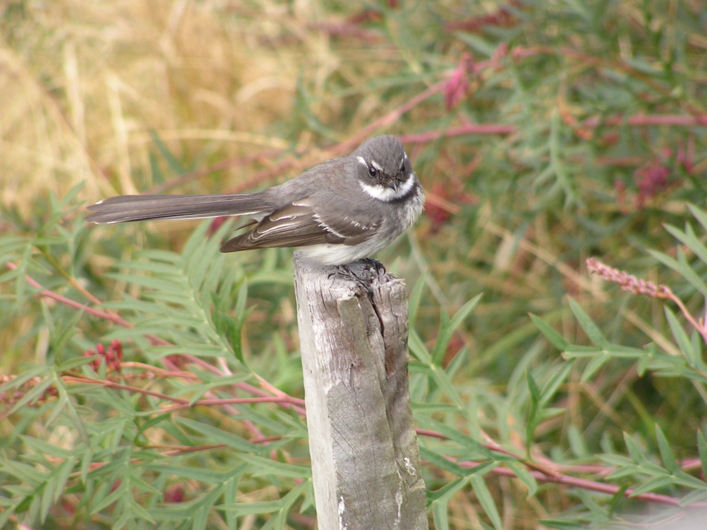 Grey Fantail (Image ID 27909)