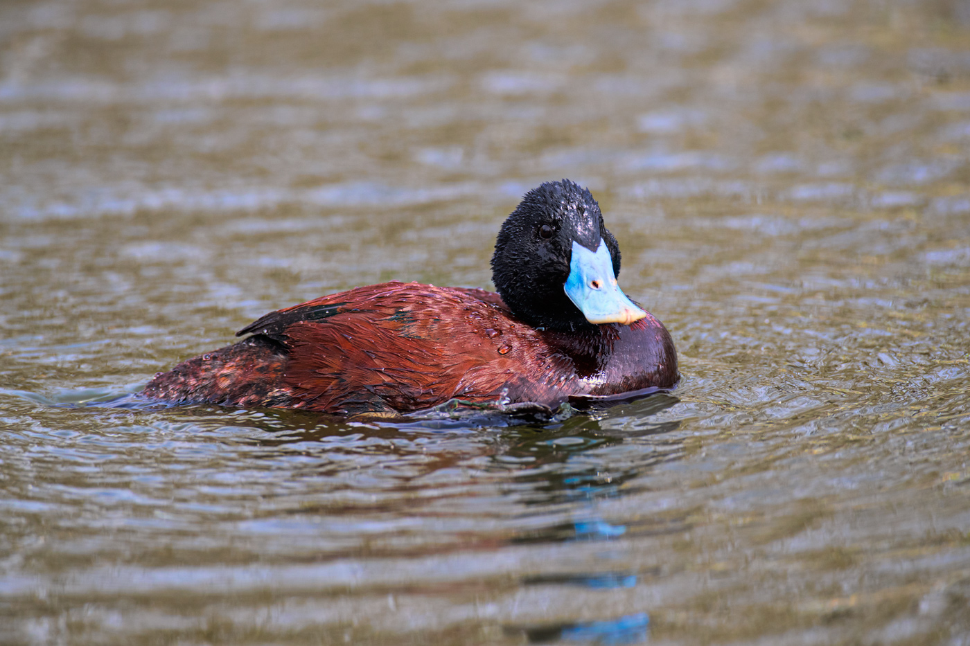 Blue-billed Duck (Image ID 27854)