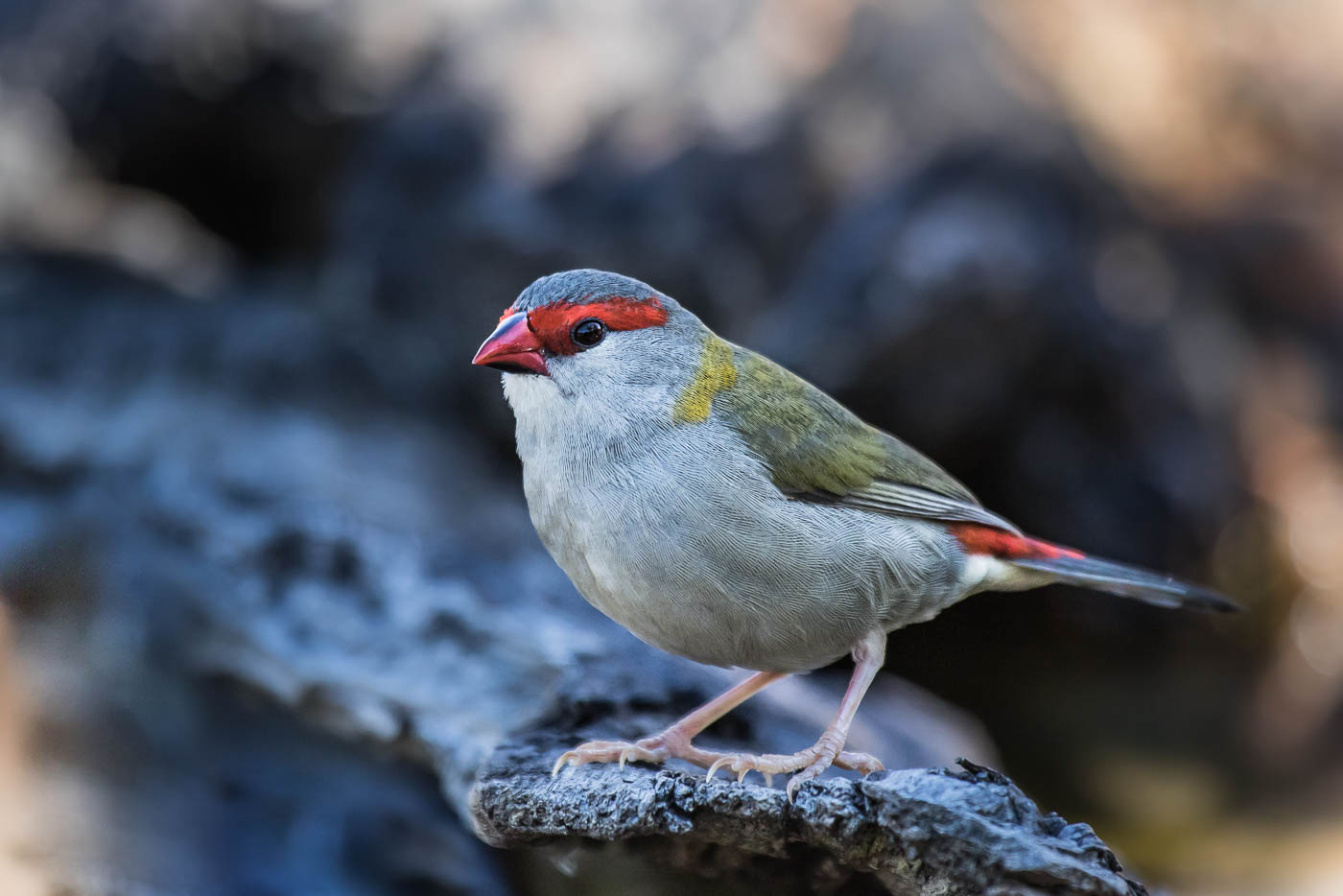 Red-browed Finch (Image ID 27895)