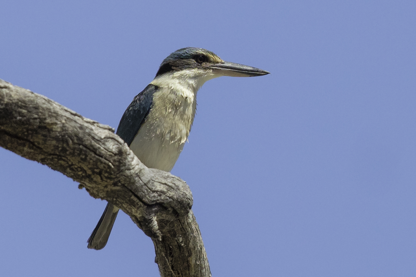 Sacred Kingfisher (Image ID 27984)