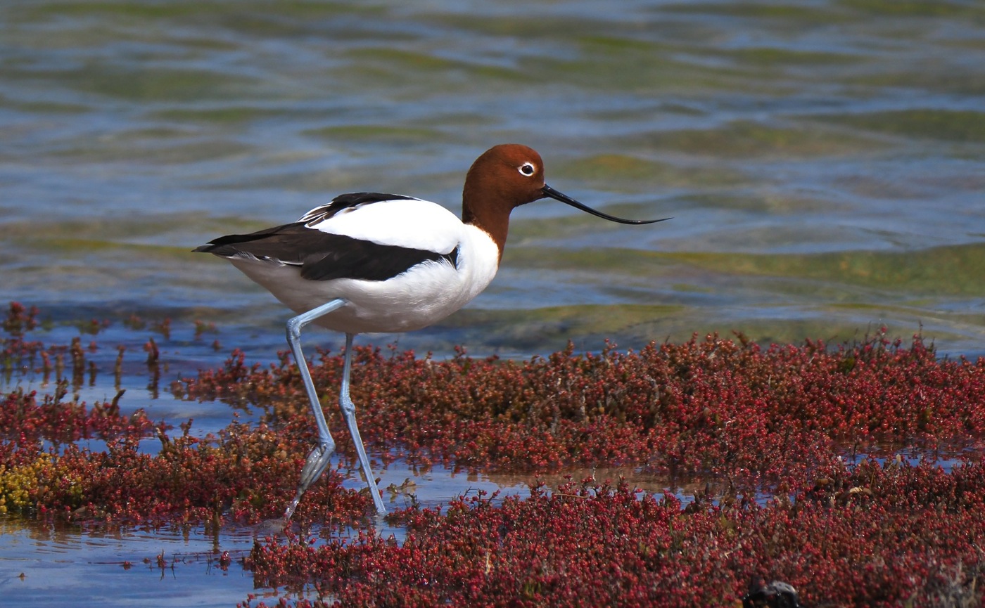 Red-necked Avocet (Image ID 27718)