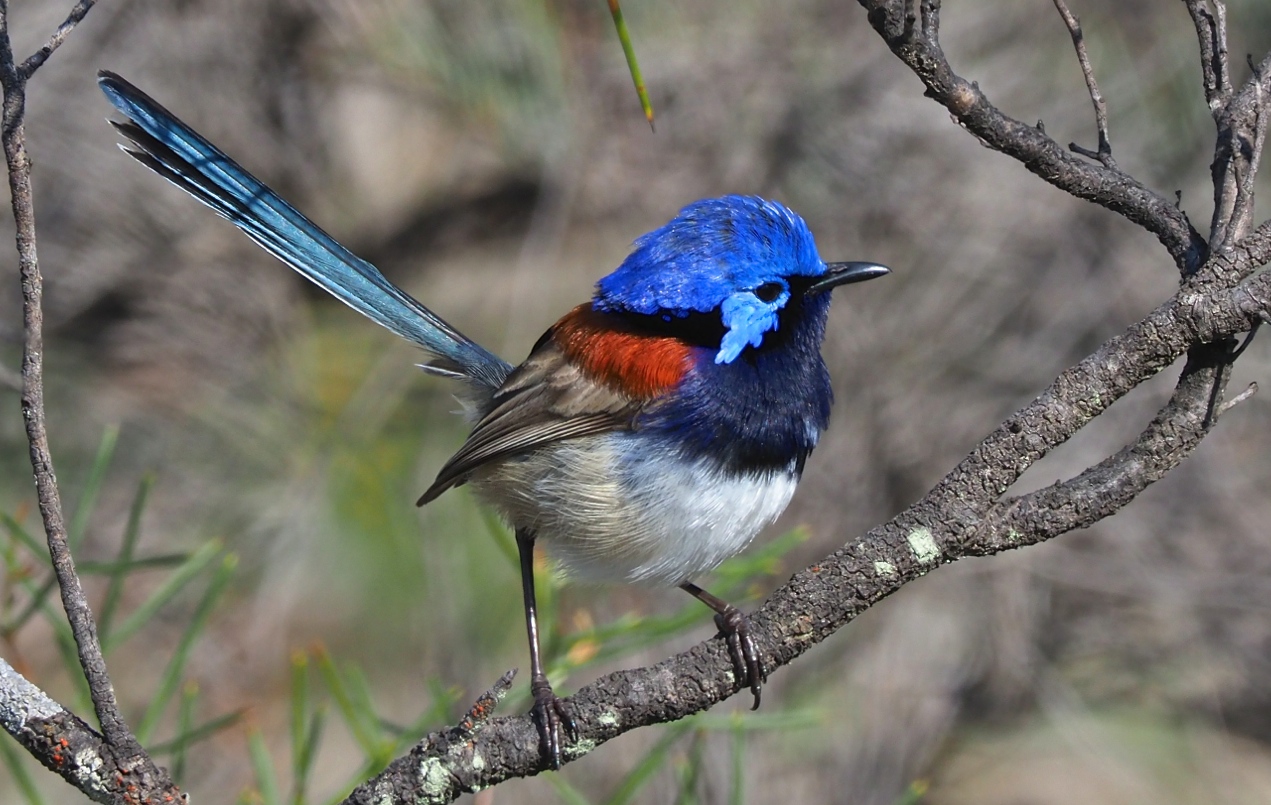 Blue-breasted Fairy-wren (Image ID 27717)