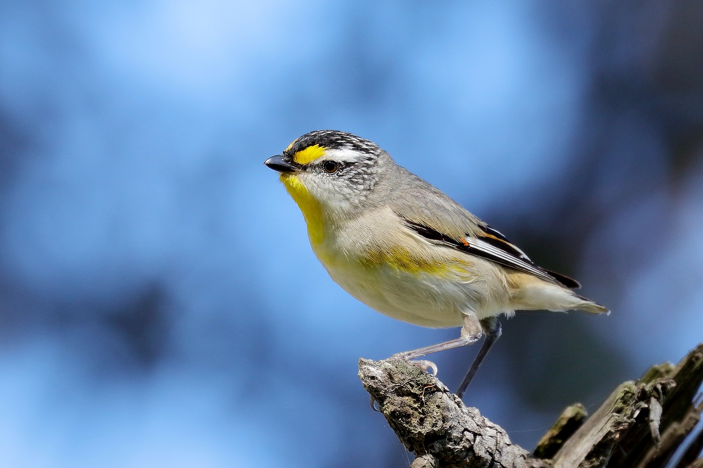 Striated Pardalote (Image ID 27902)