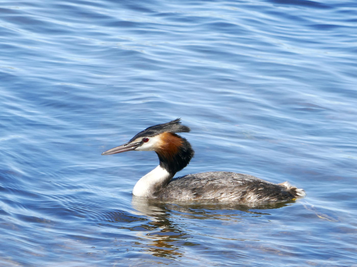 Great Crested Grebe (Image ID 27970)