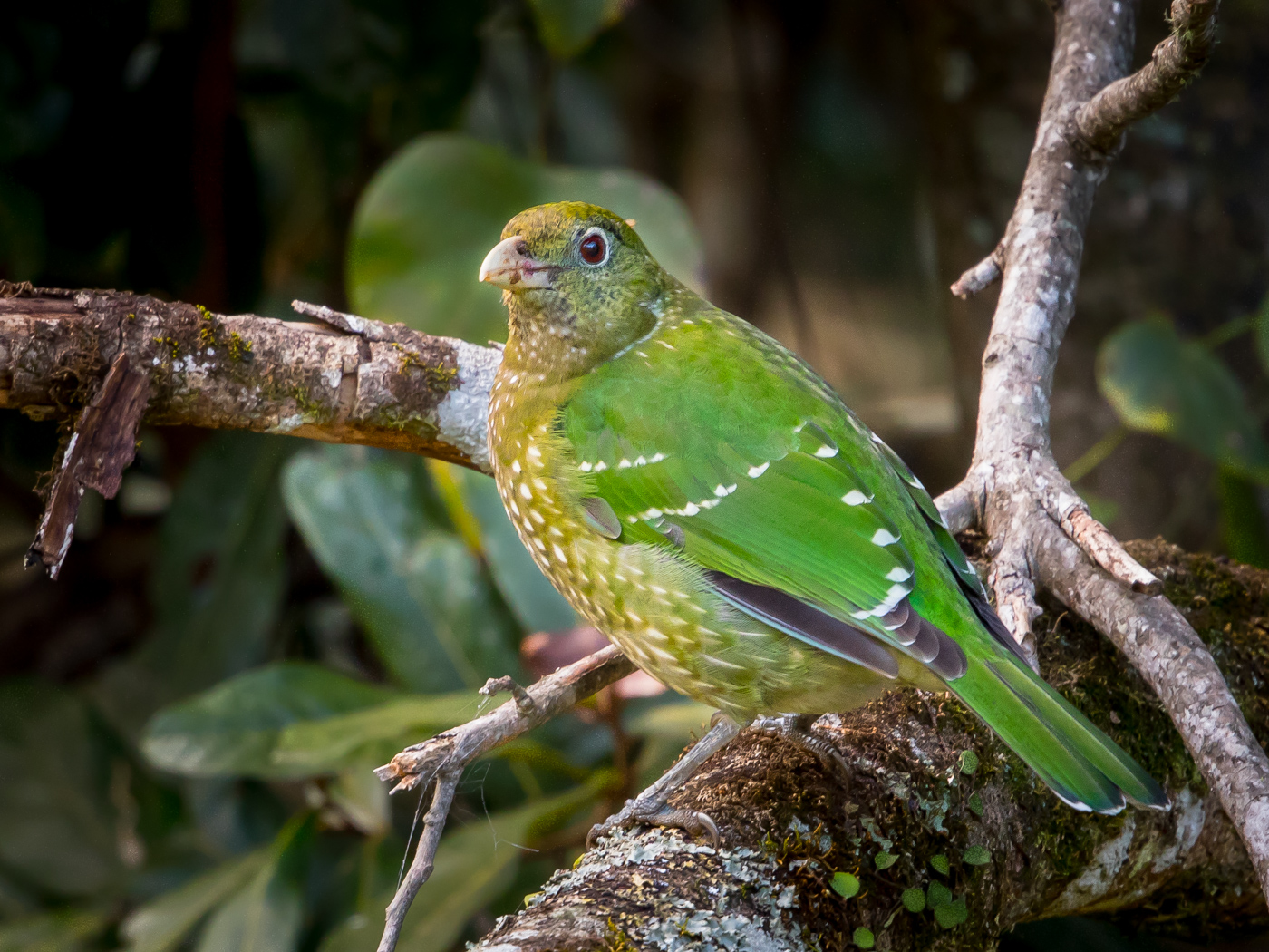 Green Catbird (Image ID 27753)