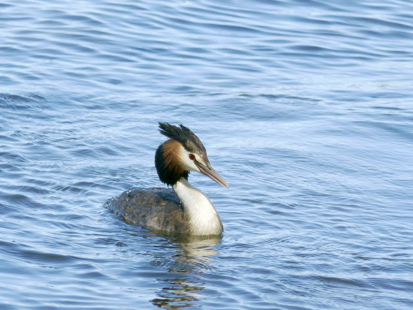 Great Crested Grebe (Image ID 27971)