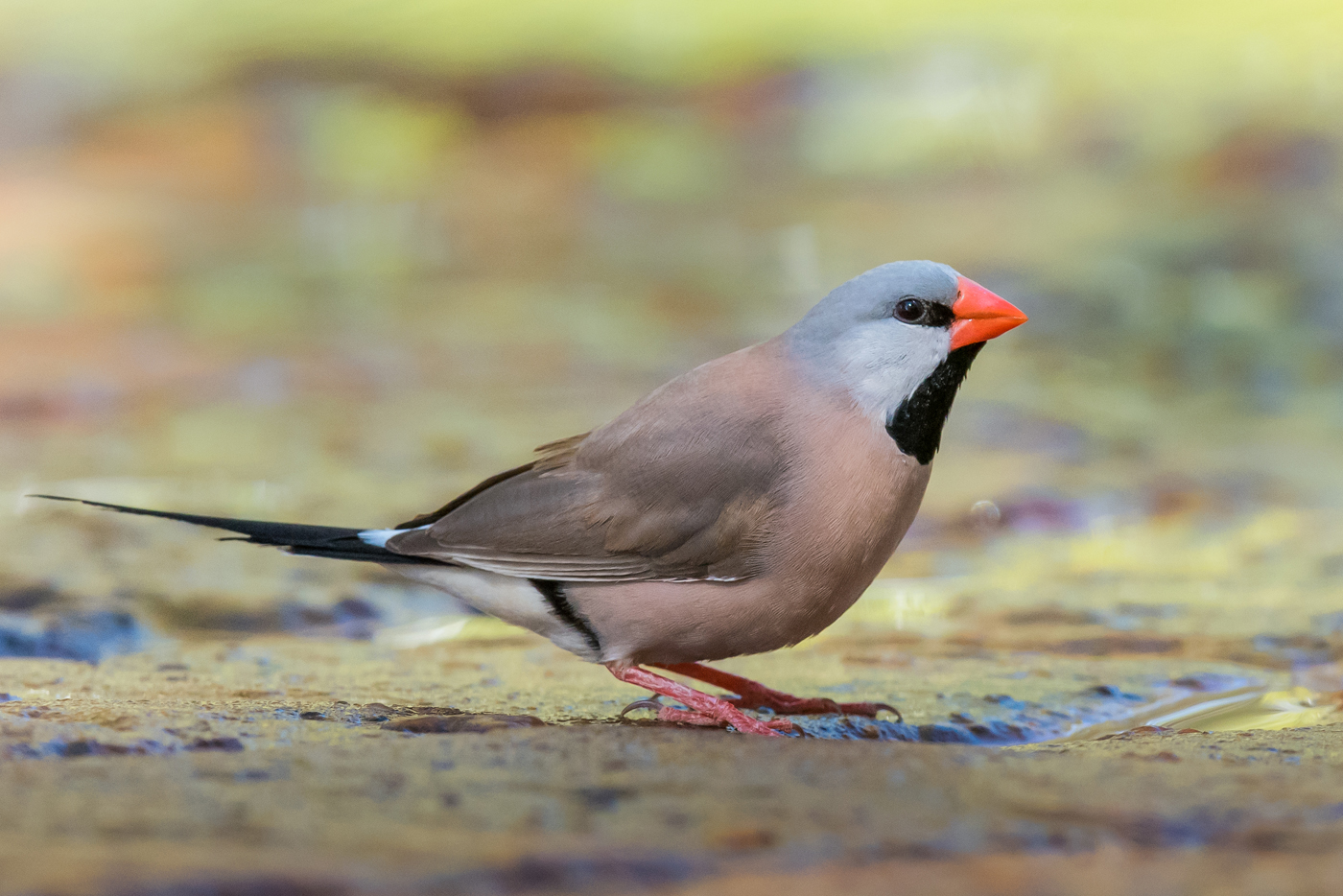 Long-tailed Finch (Image ID 27778)