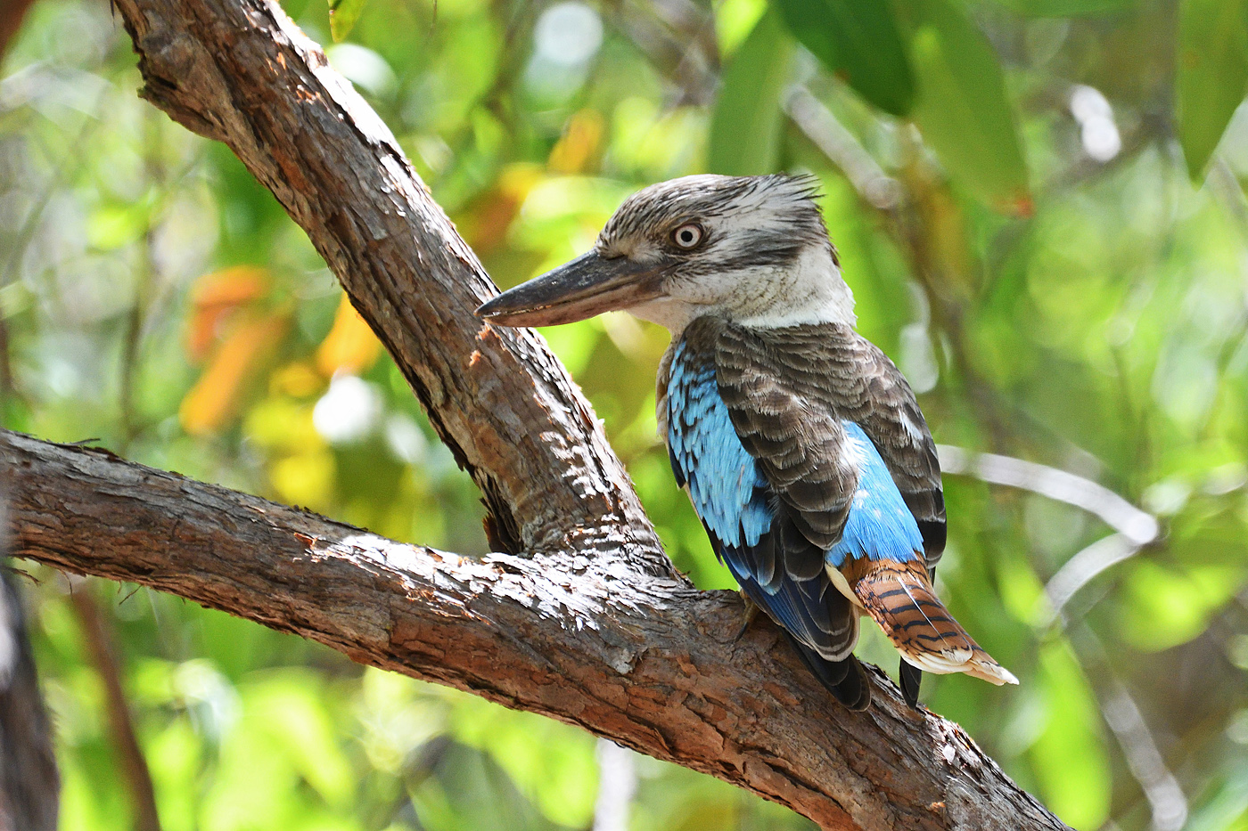Blue-winged Kookaburra (Image ID 27853)