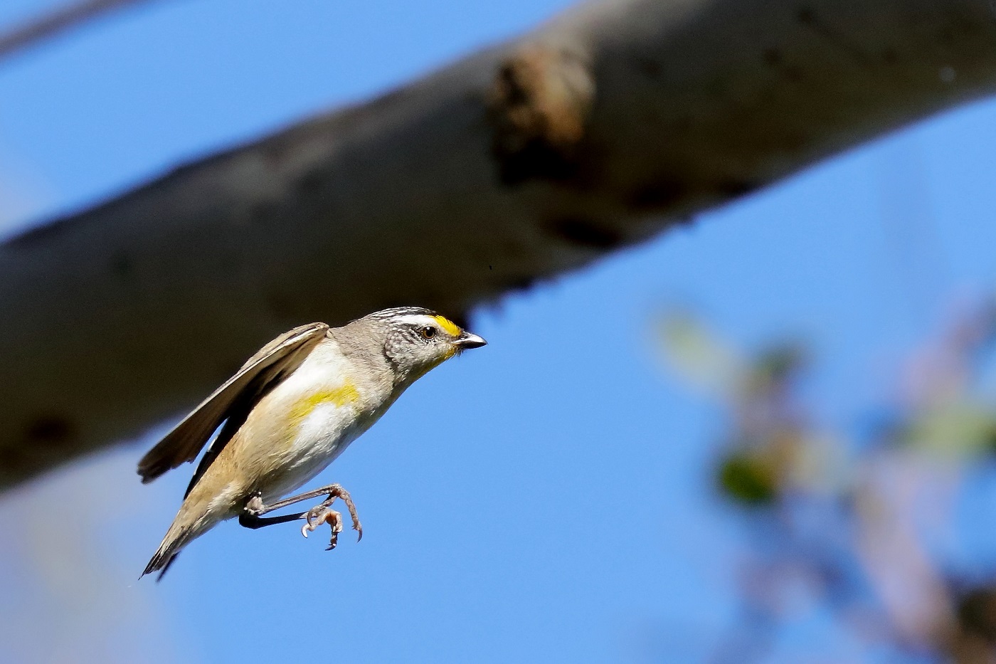Striated Pardalote (Image ID 27903)