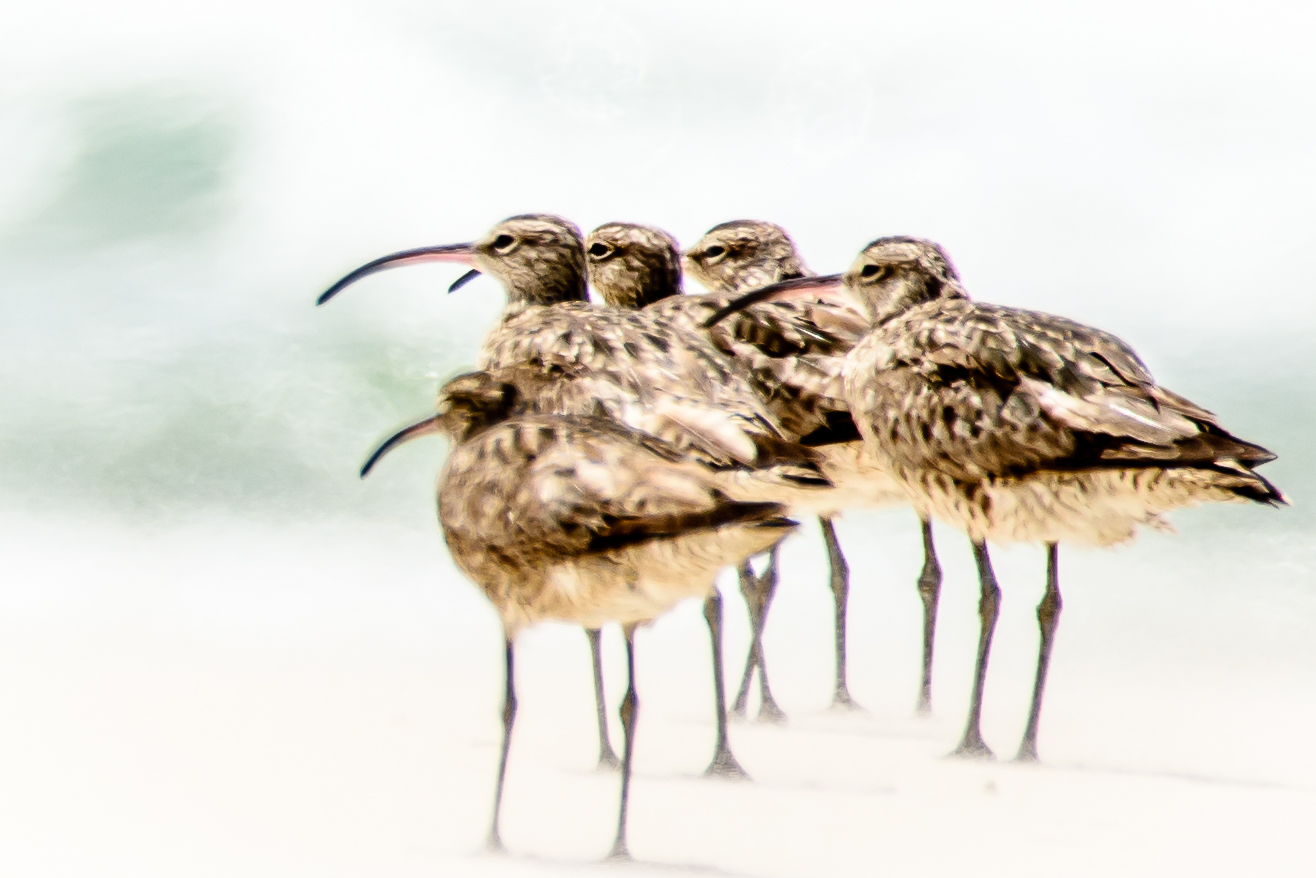 Whimbrel (Image ID 28002)