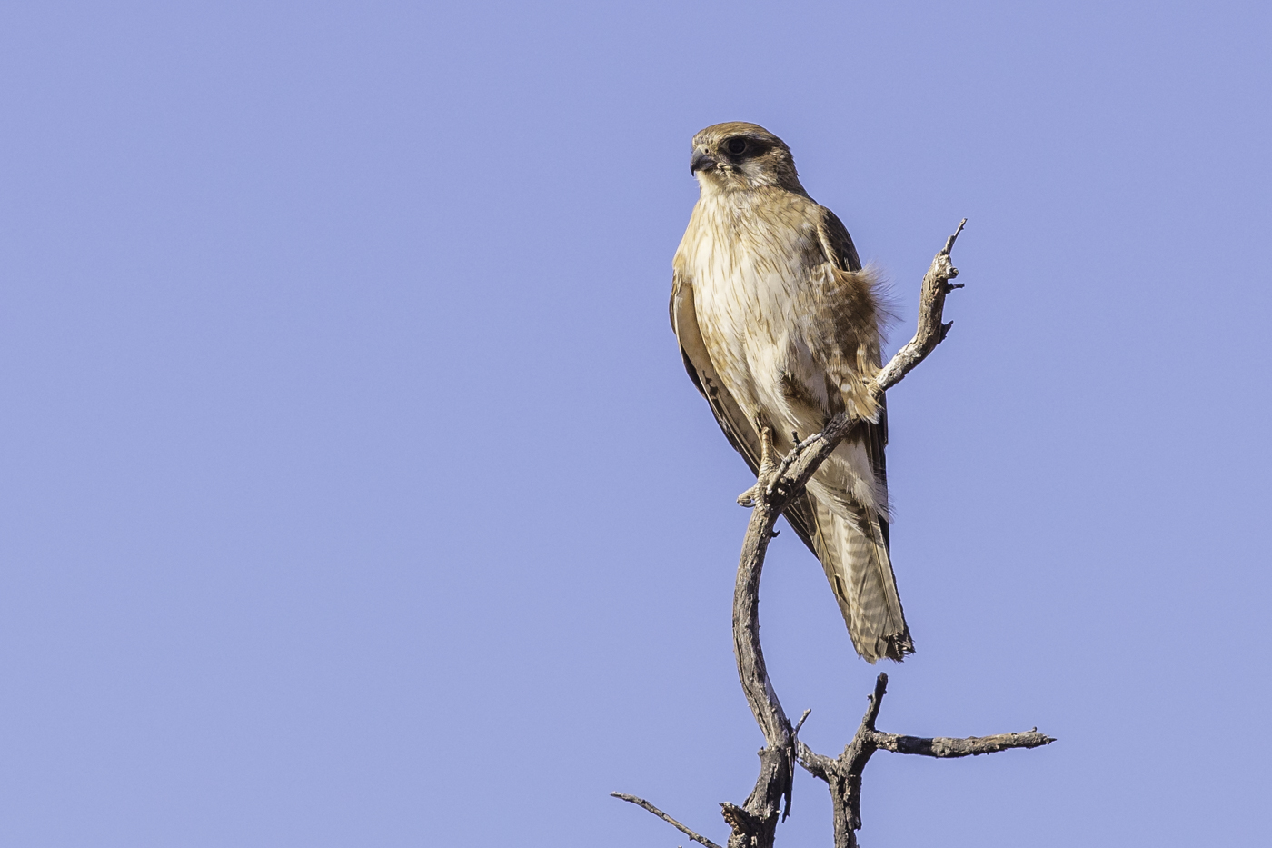 Brown Falcon (Image ID 27849)