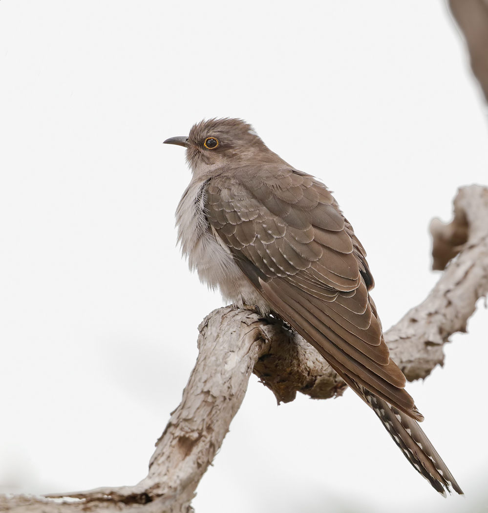 Pallid Cuckoo (Image ID 27816)
