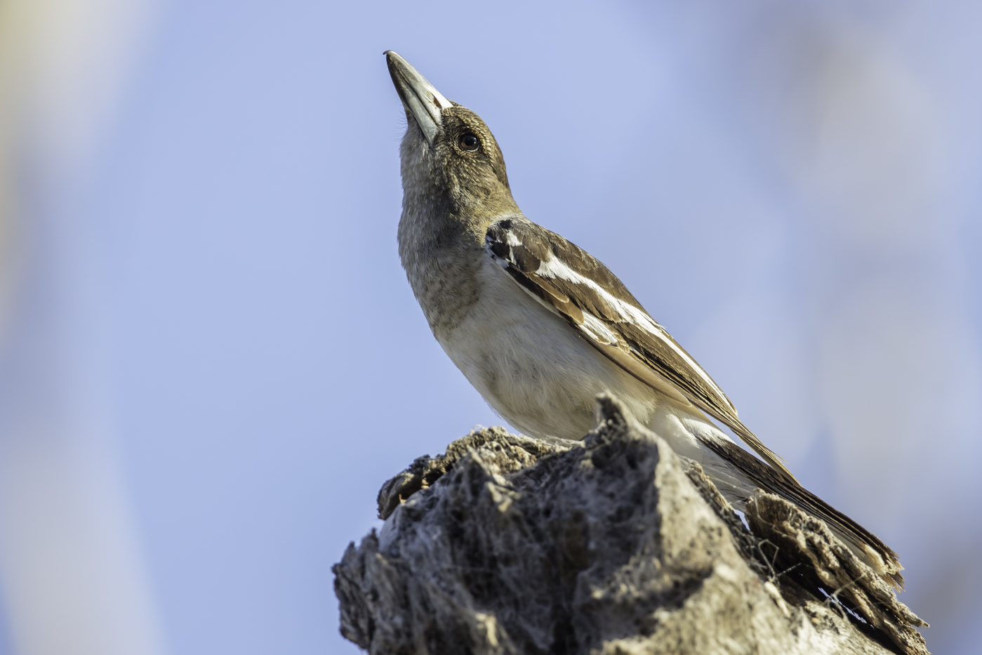 Pied Butcherbird (Image ID 27845)