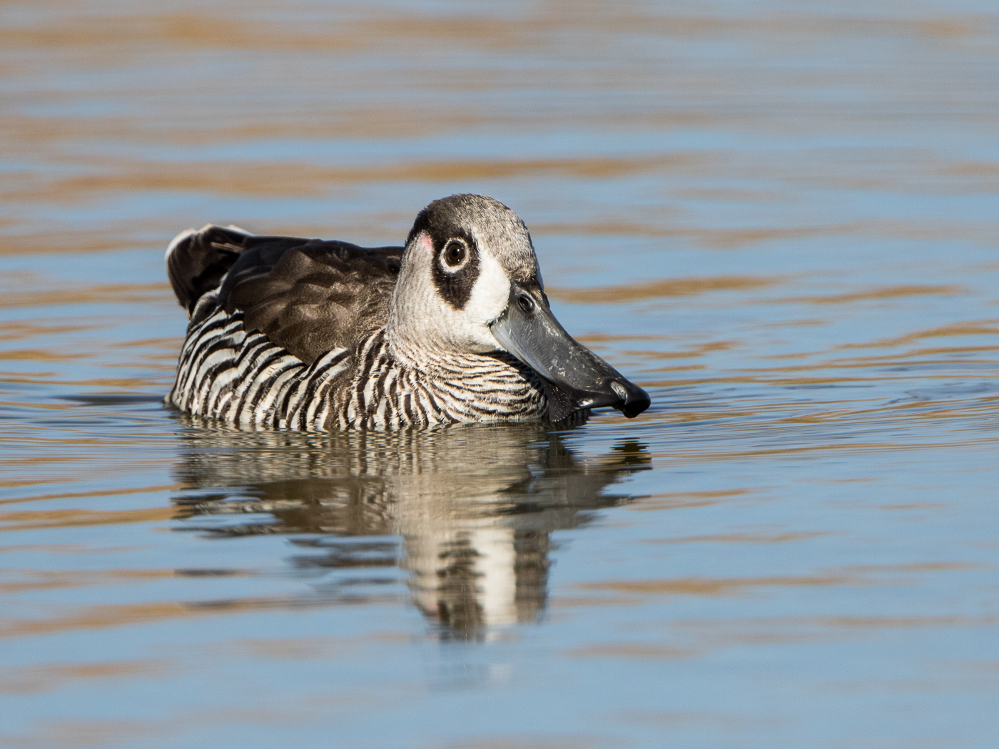 Pink-eared Duck (Image ID 27929)