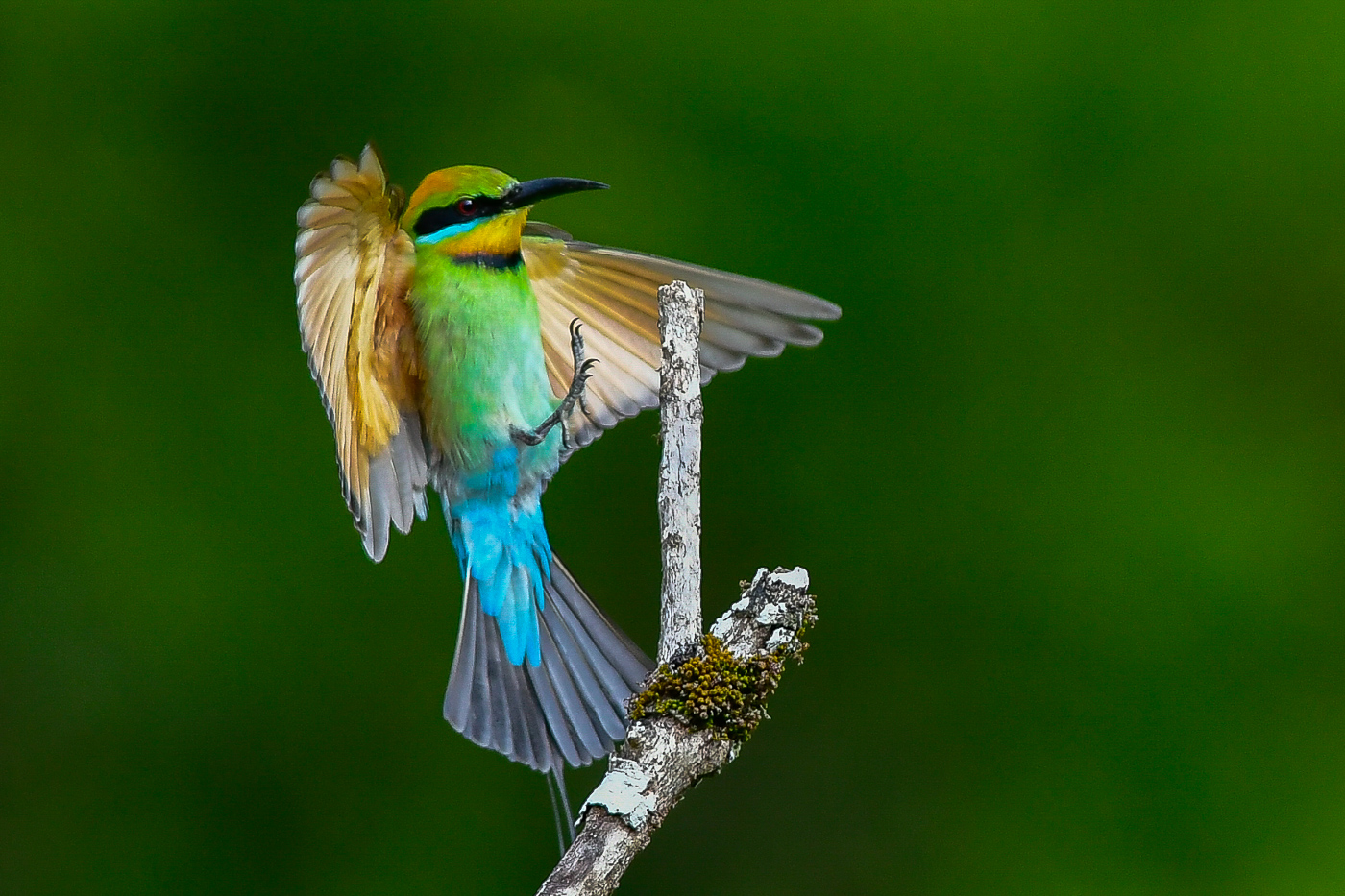 Rainbow Bee-eater (Image ID 27967)