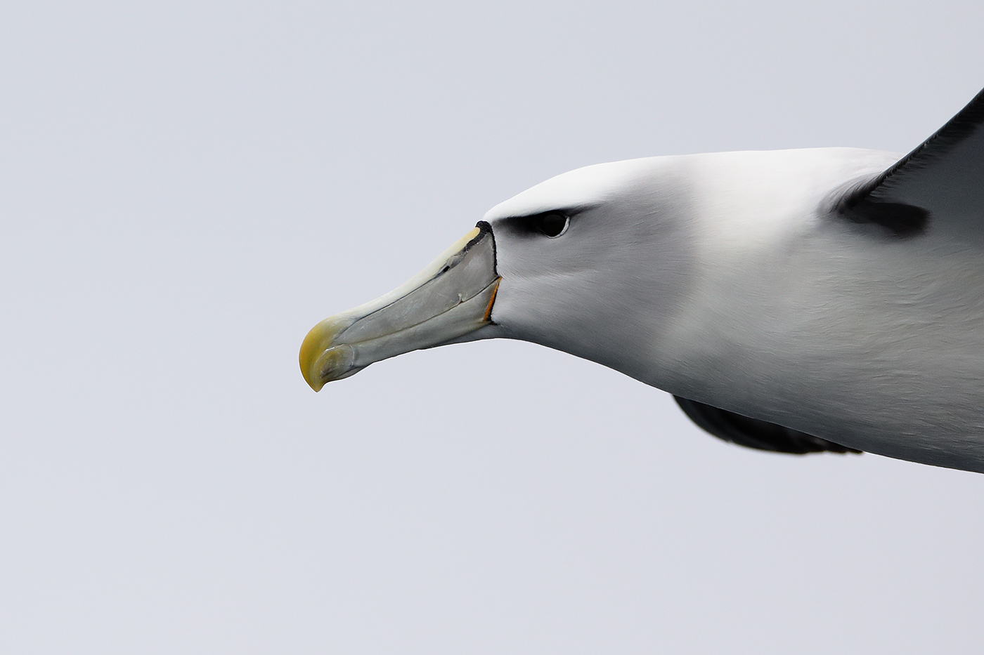 Shy Albatross (Image ID 27963)