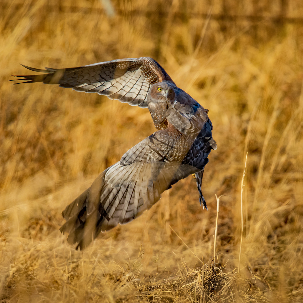 Spotted Harrier (Image ID 27942)
