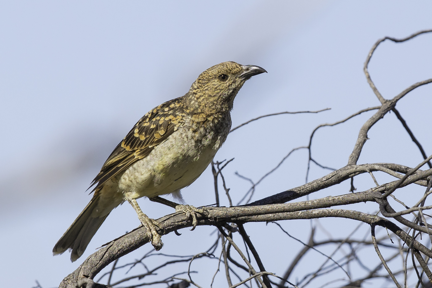 Spotted Bowerbird (Image ID 27811)