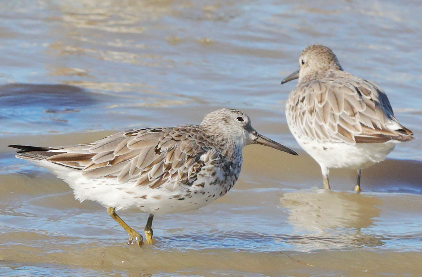 Great Knot (Image ID 28031)