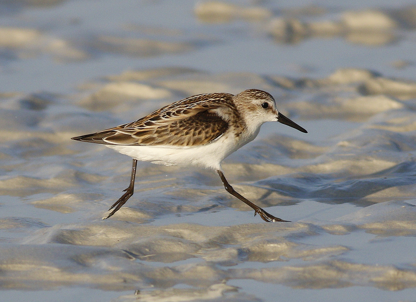 Red-necked Stint (Image ID 27881)