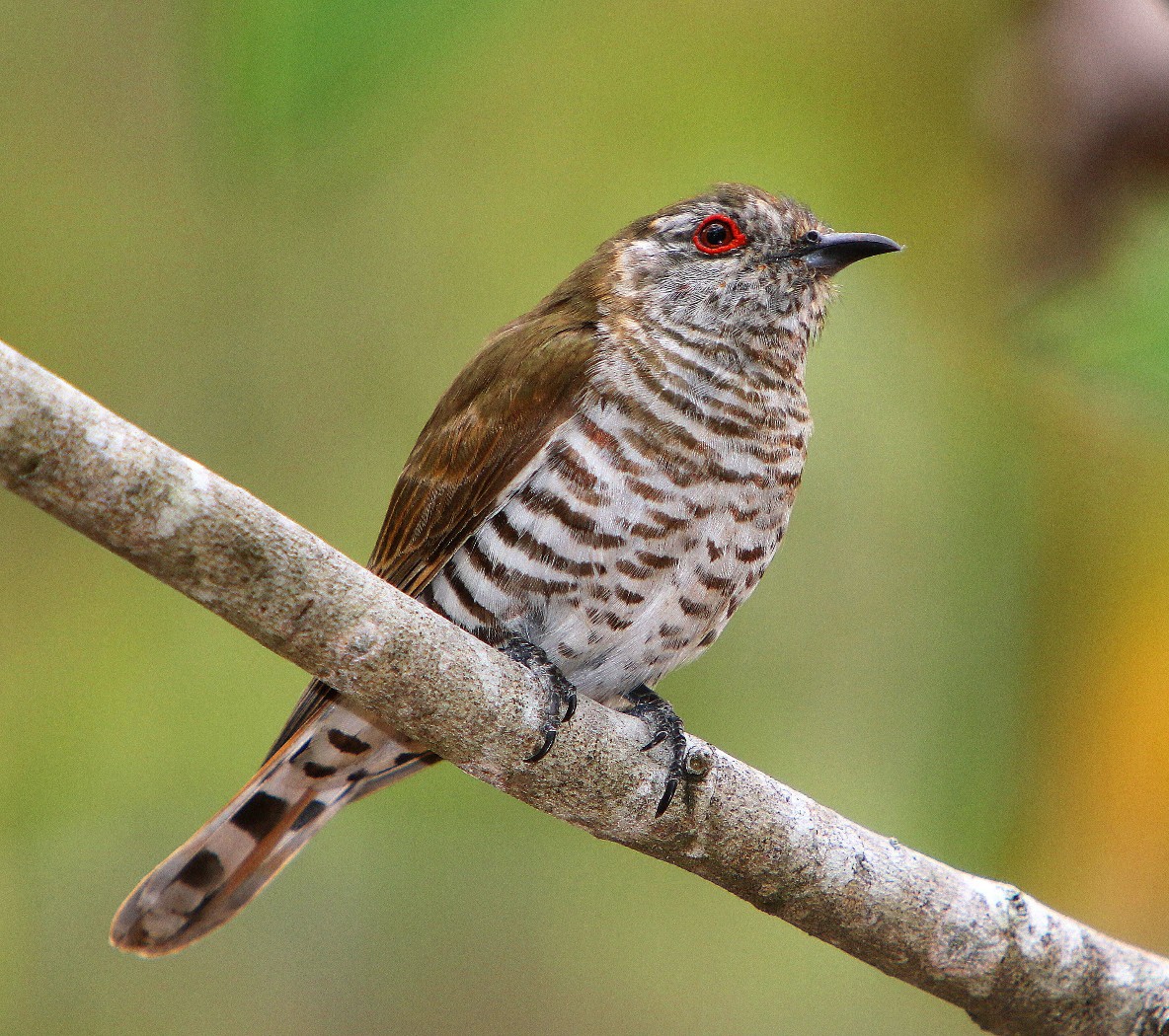 Little Bronze-Cuckoo (Image ID 27985)