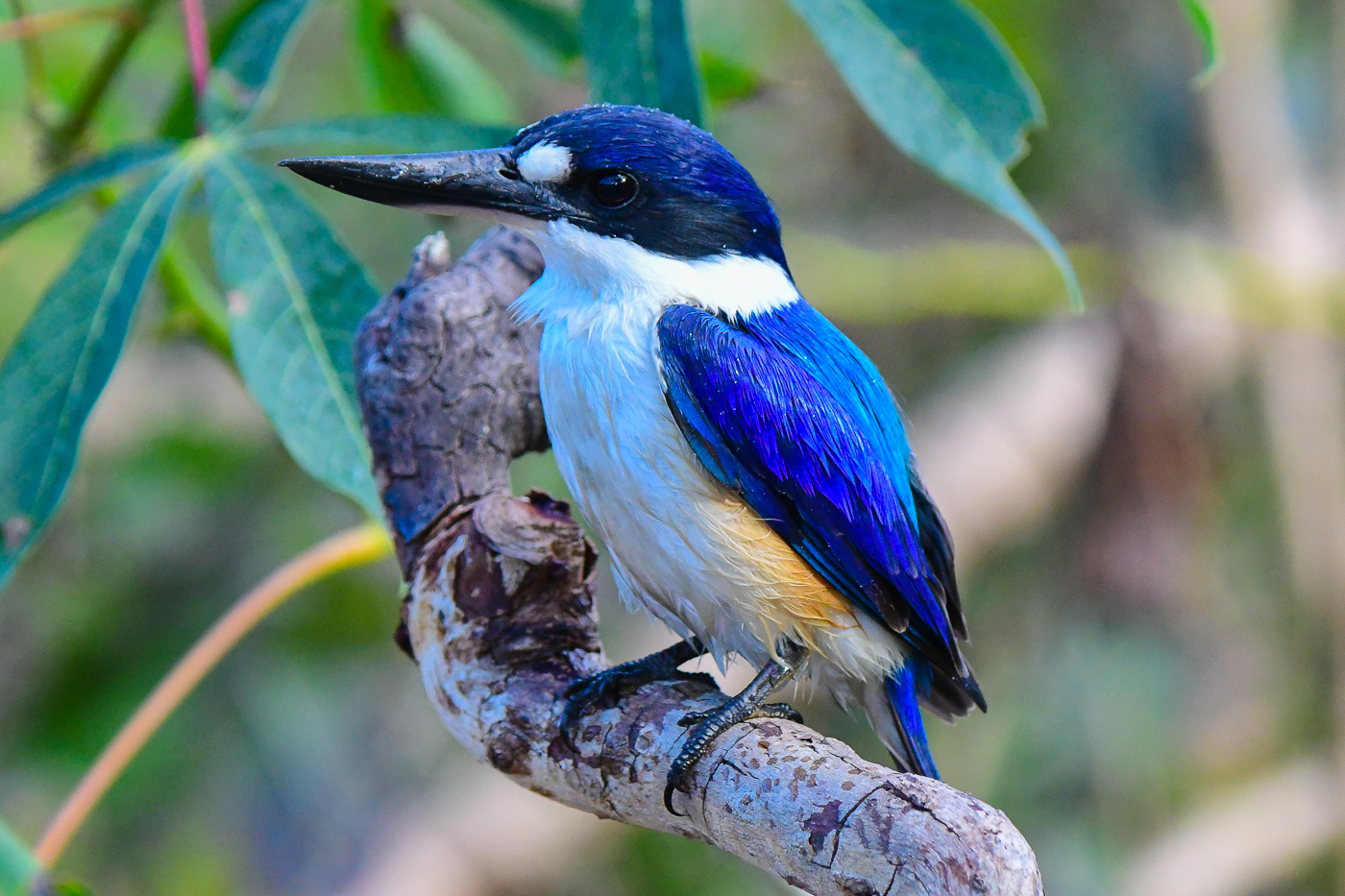 Forest Kingfisher (Image ID 28005)