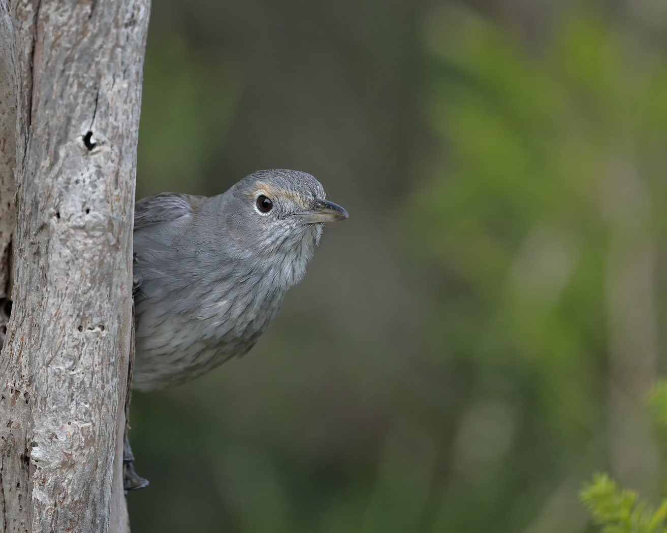 Grey Shrike-thrush (Image ID 27828)