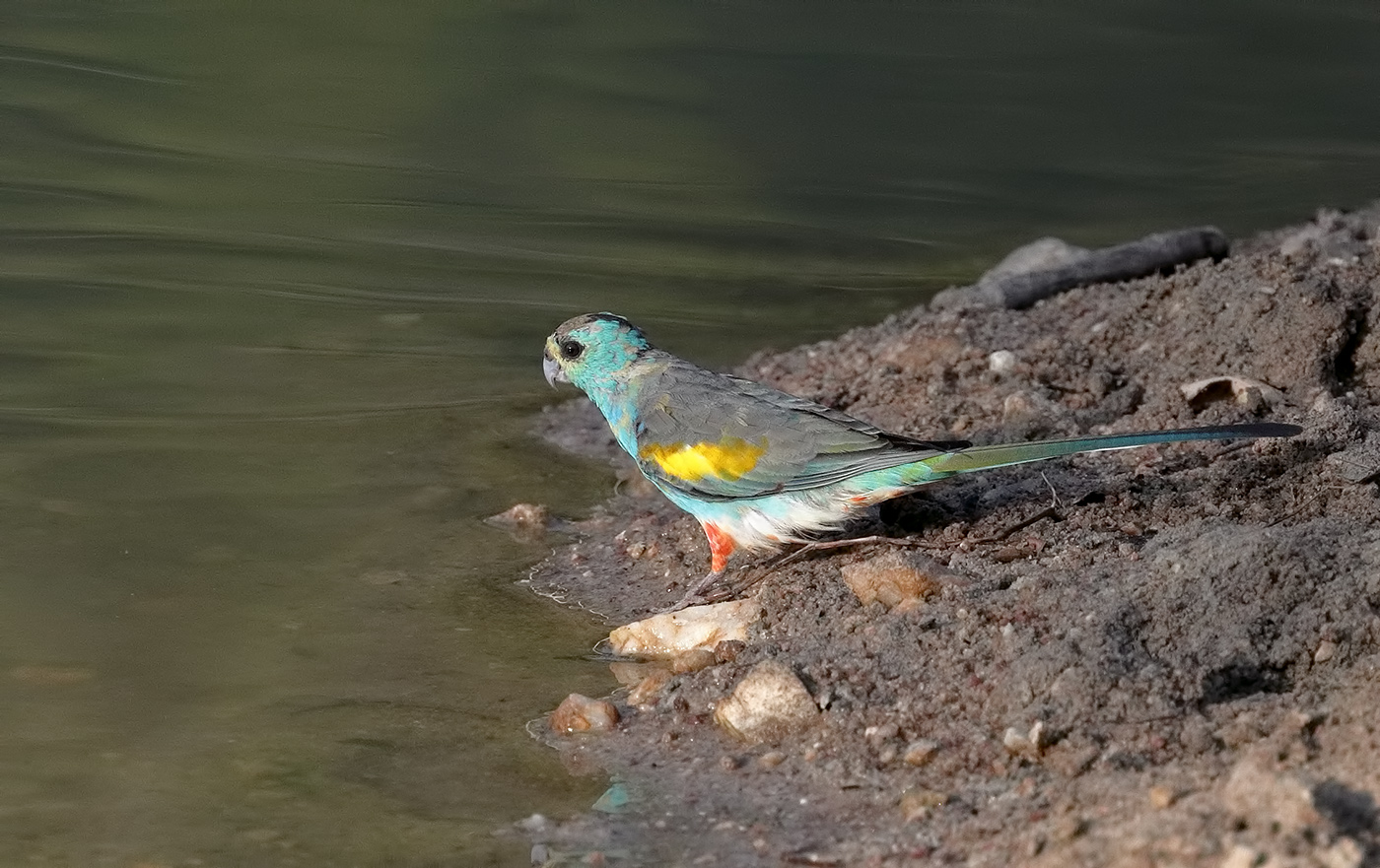 Golden-shouldered Parrot (Image ID 27751)