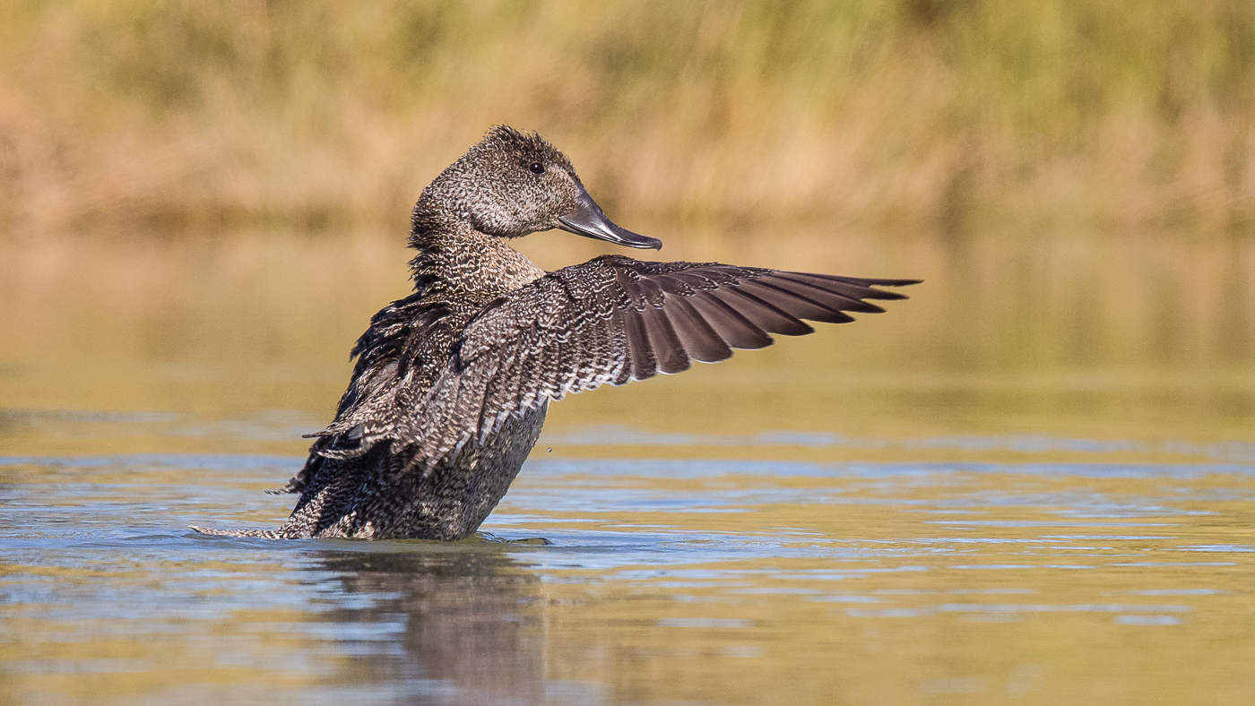 Freckled Duck (Image ID 28012)