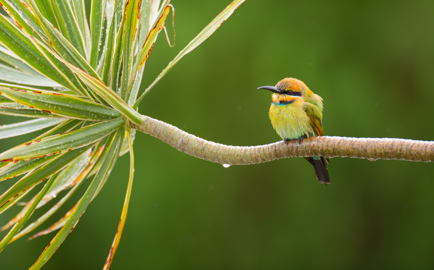 Rainbow Bee-eater (Image ID 27788)