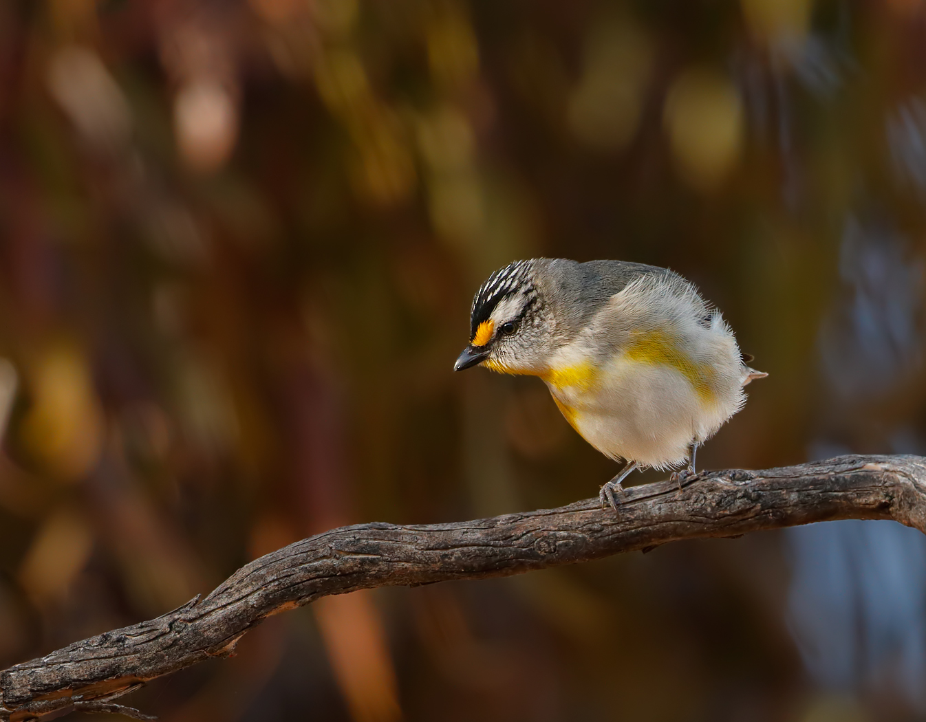 Striated Pardalote (Image ID 28087)