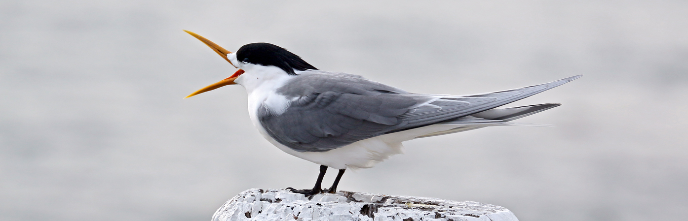 Greater Crested Tern (Image ID 28119)