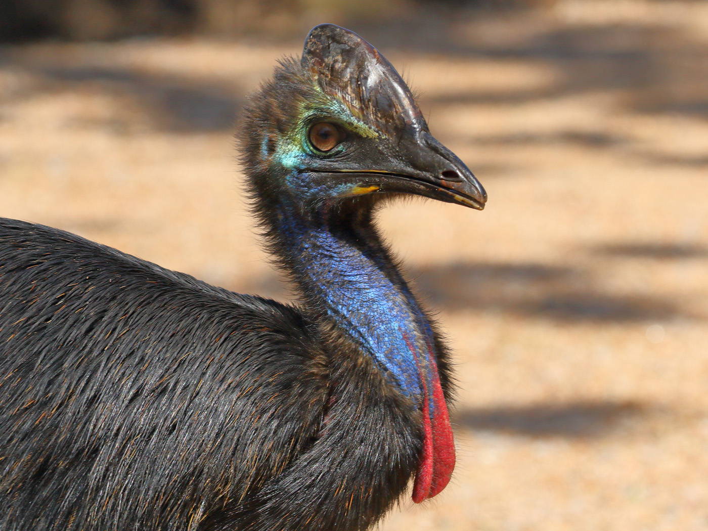 Southern Cassowary (Image ID 28579)