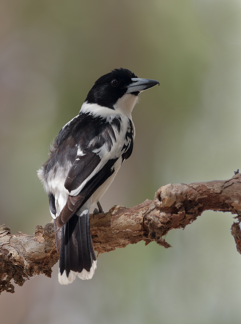 Black-backed Butcherbird (Image ID 28205)