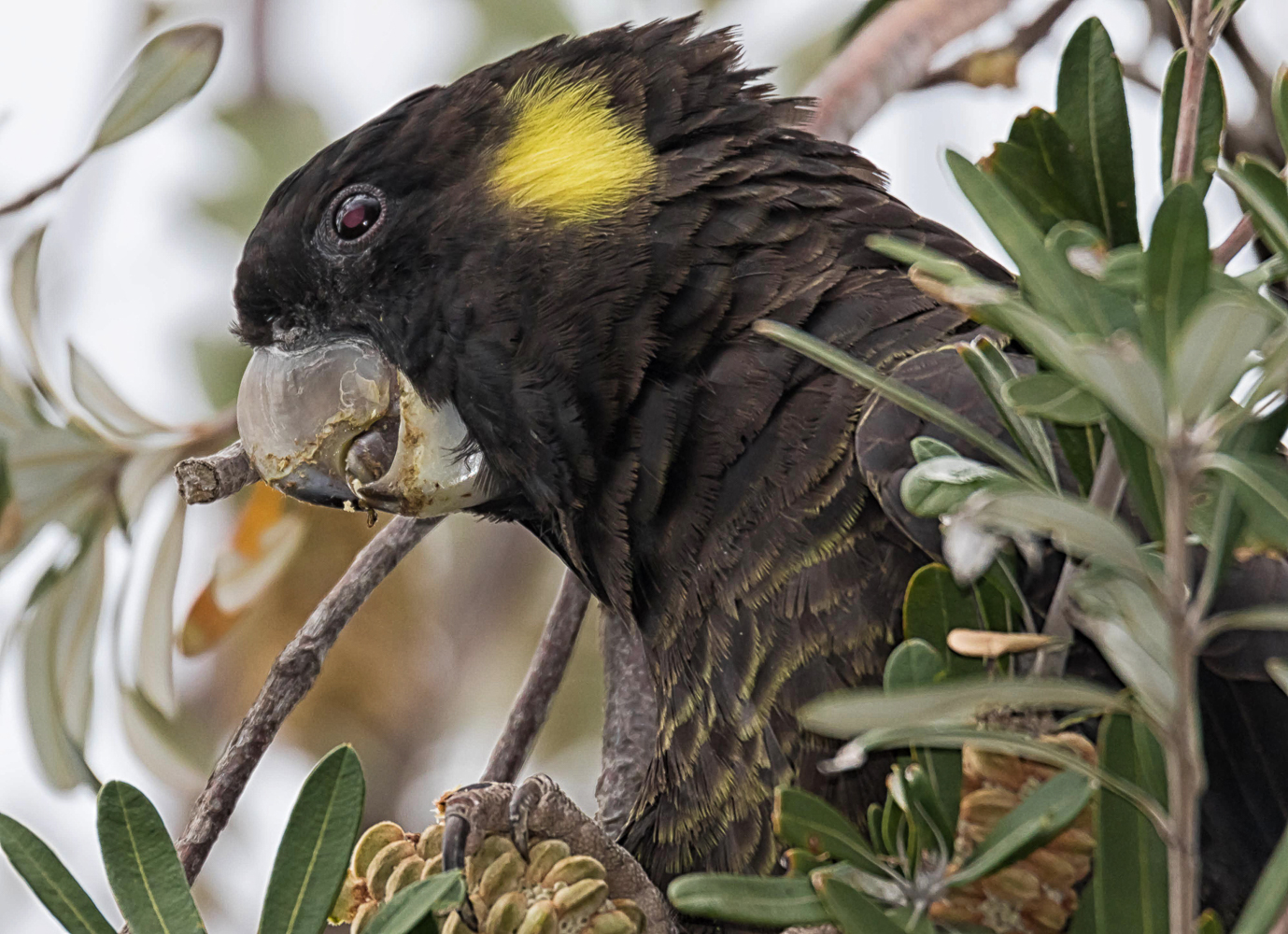 Yellow-tailed Black-Cockatoo (Image ID 28111)